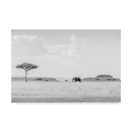 Trademark Fine Art Jaco Marx 'High Key Savannah' Canvas Art, 12x19 1X07926-C1219GG